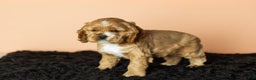 Cocker Spaniel dogs for sale: Reggie - Ad 1