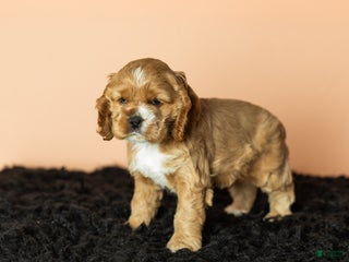 Cocker Spaniel dogs Reggie - Ad 37