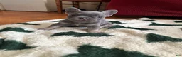 French Bulldog dogs for sale: Franky - Ad 2