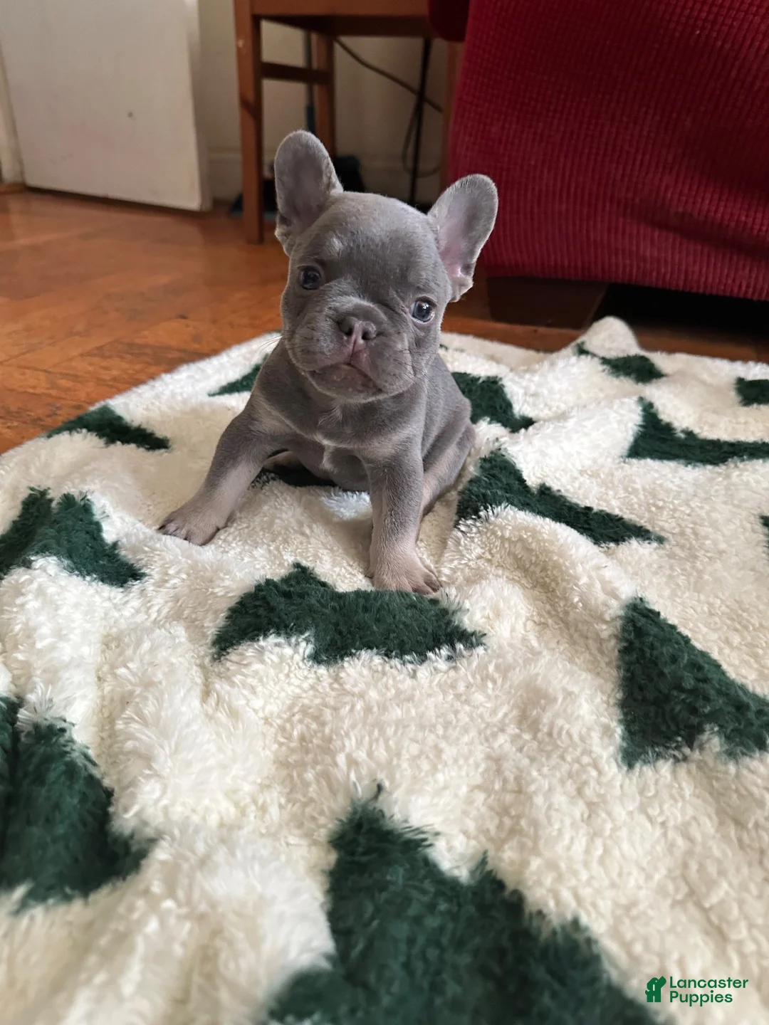 French Bulldog dogs for sale: Franky - Ad 2
