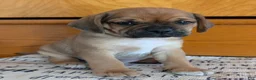 Puggle dogs for sale: Kenny  - Ad 4