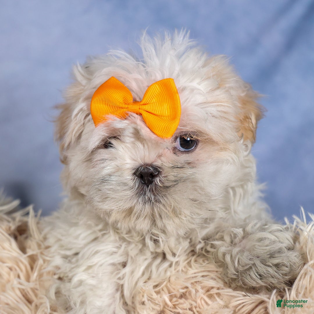 Shih Tzu dogs for sale: NICKY - Ad 13