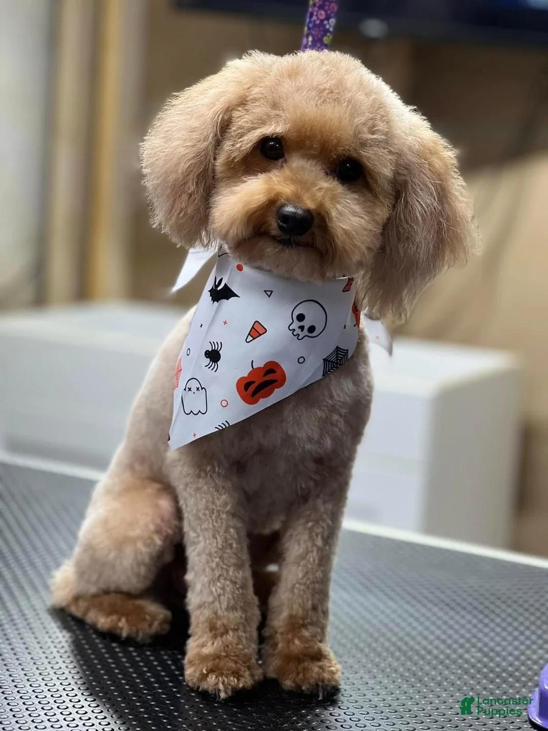 Toy Poodle dogs for sale: Toy Poodle 3 - Ad 15