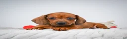 Miniature Dachshund dogs for sale: Nutmeg  - Ad 4