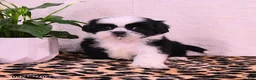 Shih Tzu dogs for sale: Starla - Ad 3