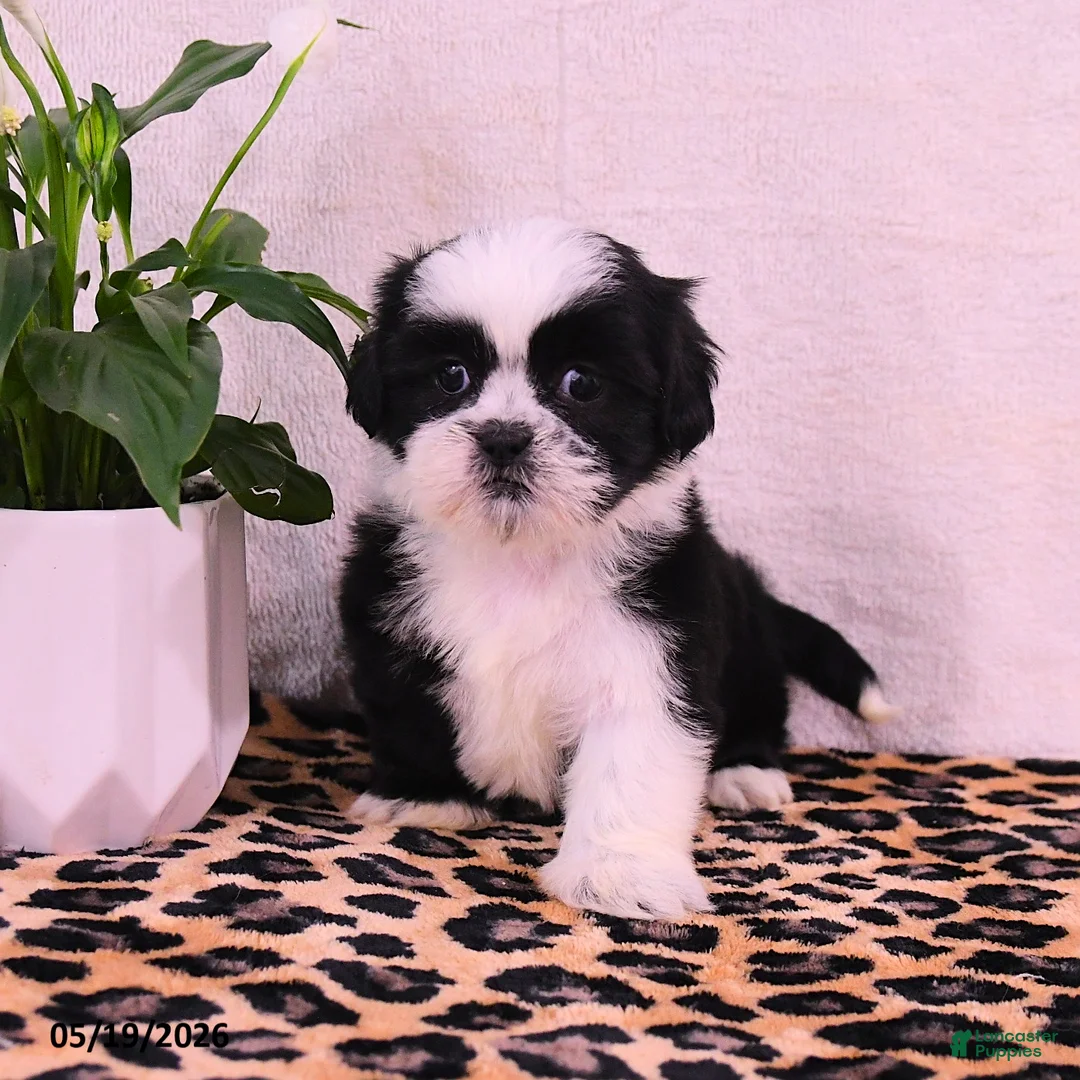 Shih Tzu dogs for sale: Starla - Ad 3