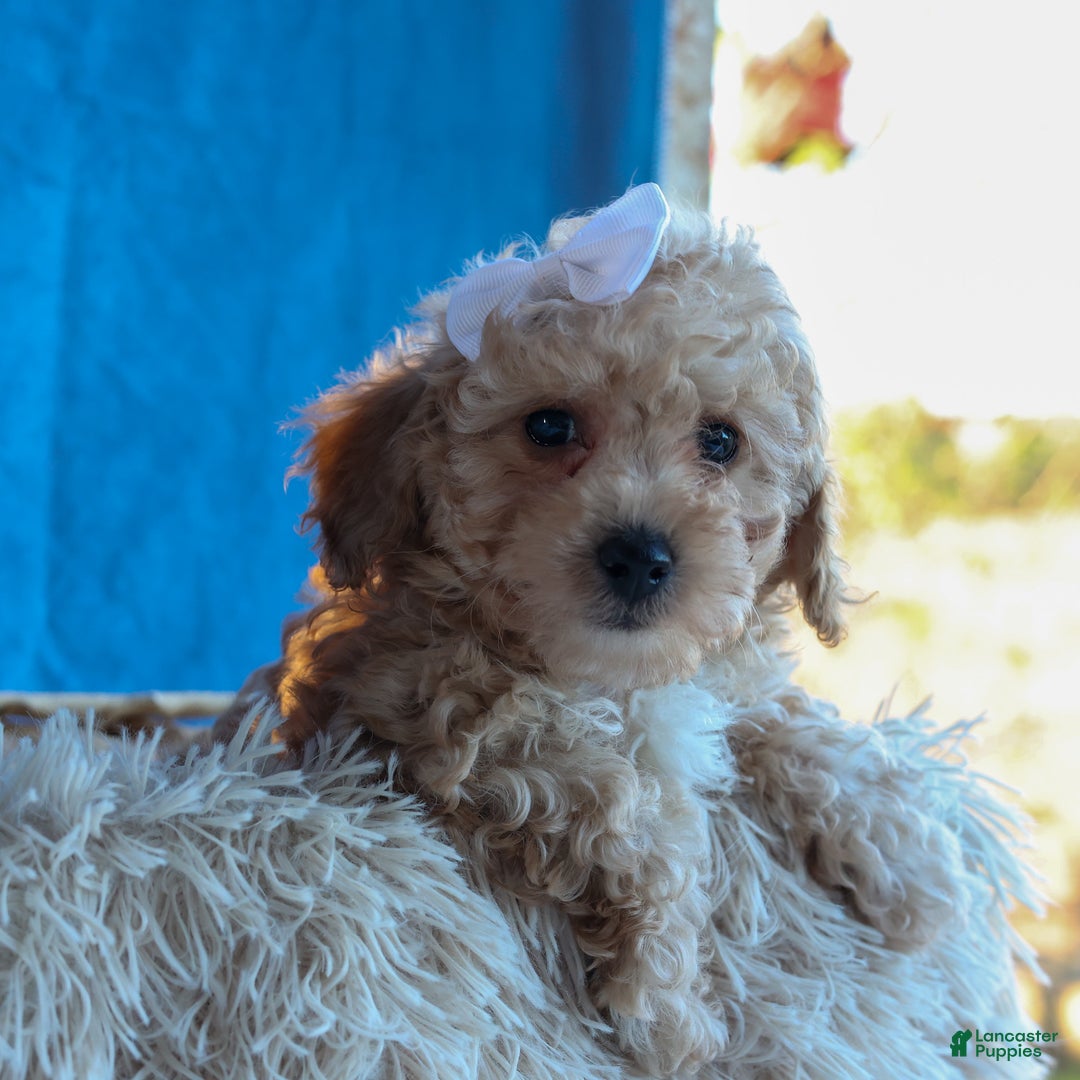 Miniature Poodle dogs for sale: LEO - Ad 9