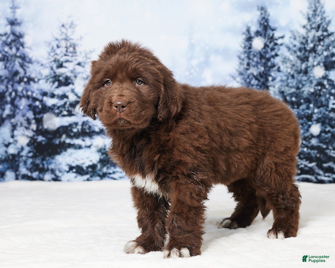 Newfoundland dogs for sale: Ginger - Ad 2