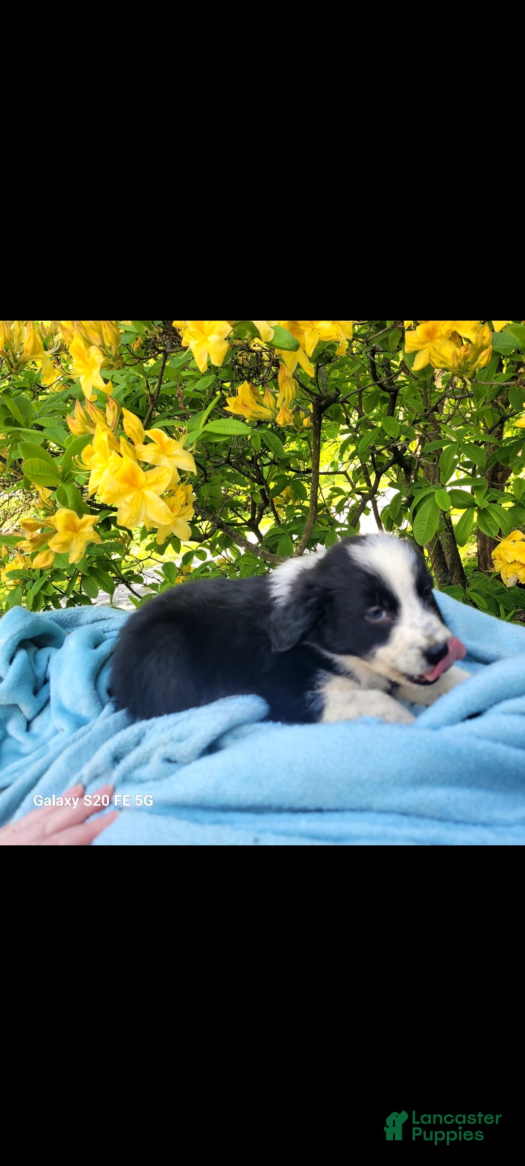 Australian Shepherd dogs Australian Shepherd Puppy 3 - Ad 6
