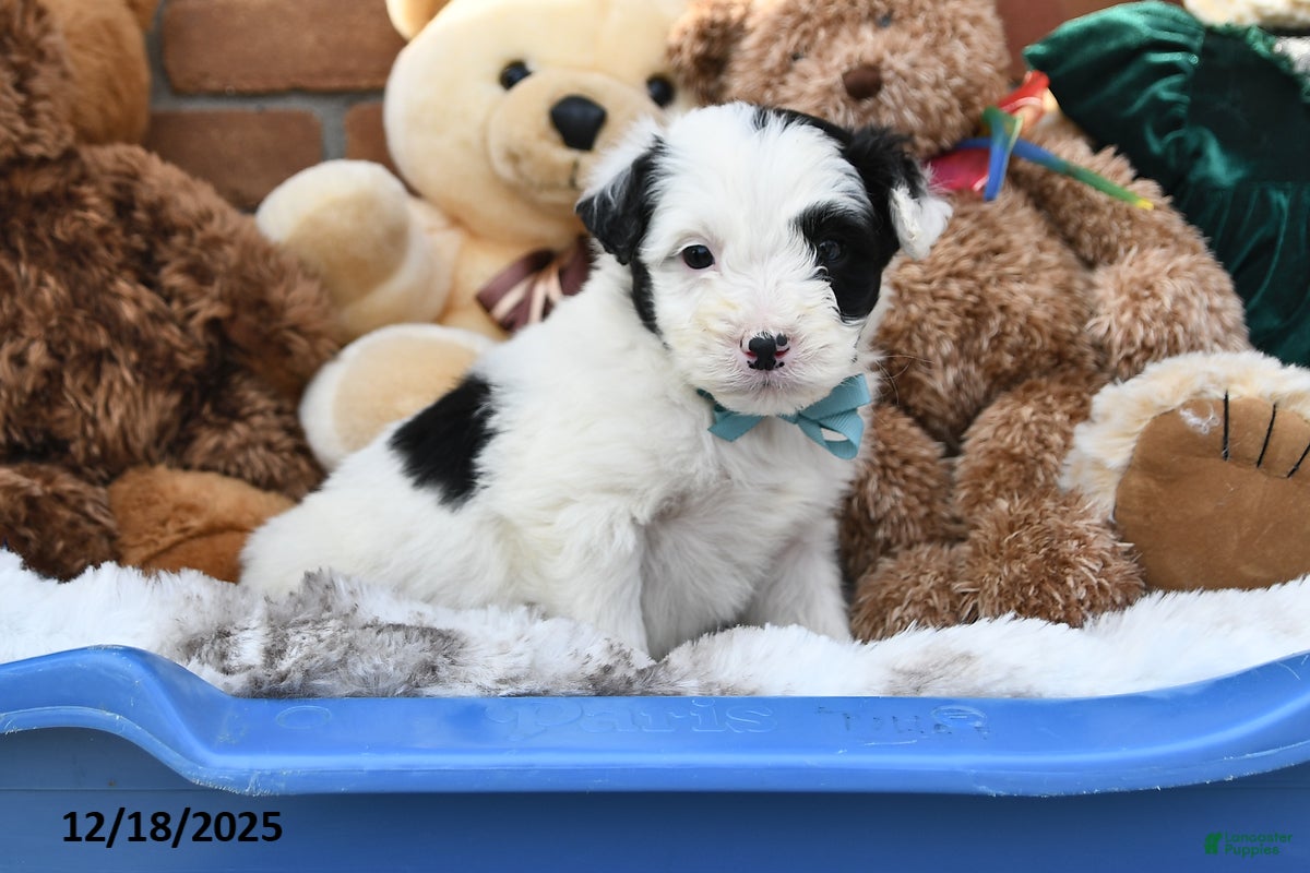 Aussiedoodle dogs Pony Boy - Ad 17