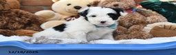 Aussiedoodle dogs for sale: Pony Boy - Ad 1