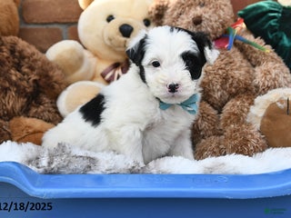 Aussiedoodle dogs Pony Boy - Ad 17