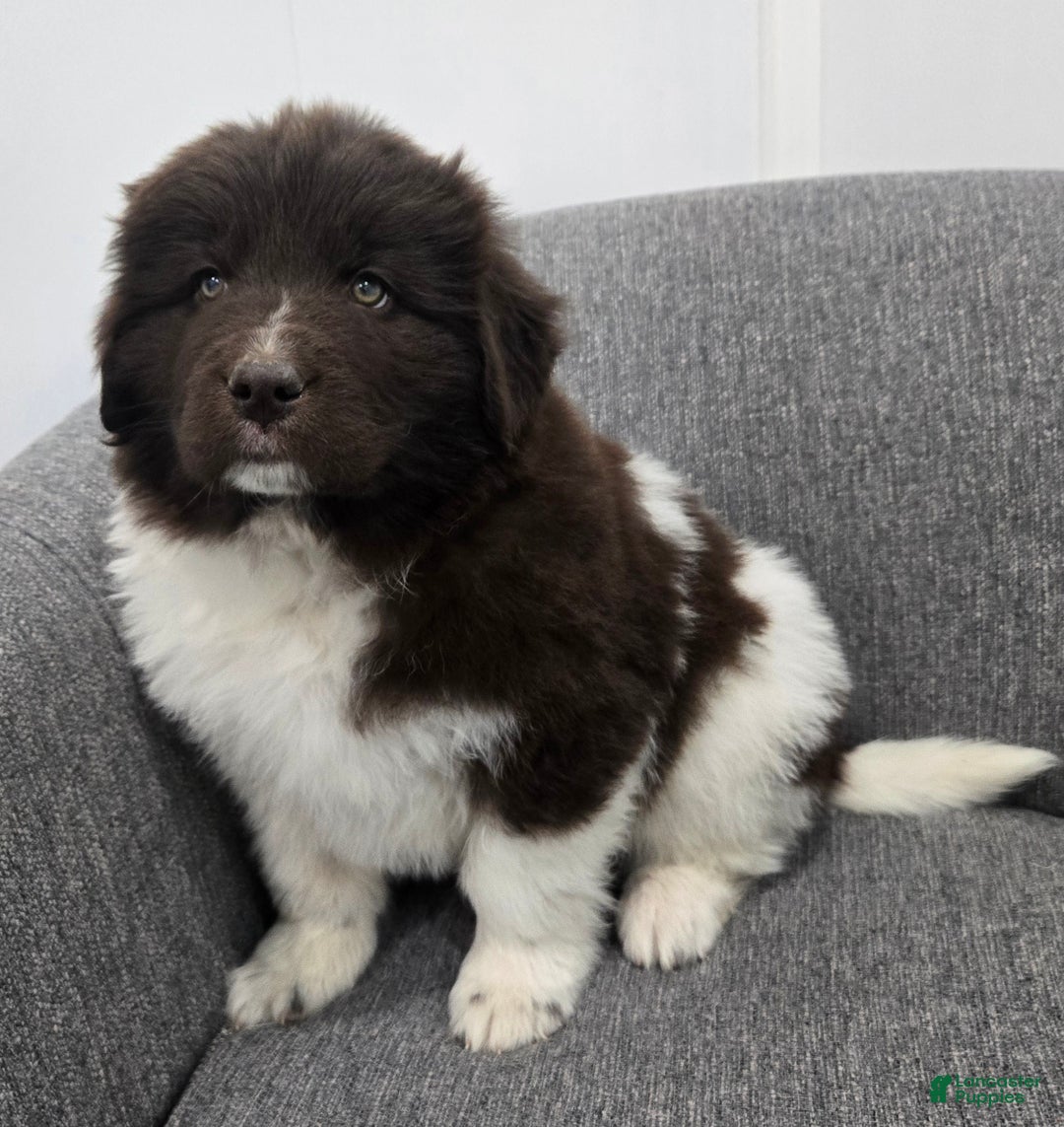 Newfoundland dogs for sale: Beauty  - Ad 4