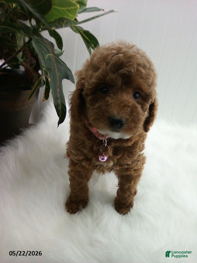 Miniature Poodle dogs Sue - Ad 2