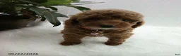 Miniature Poodle dogs for sale: Sue - Ad 2