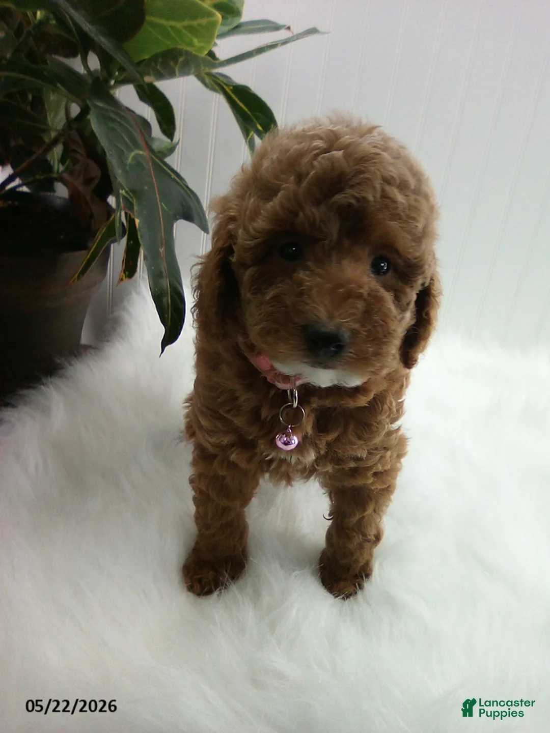 Miniature Poodle dogs for sale: Sue - Ad 2
