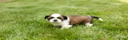 Shih Tzu dogs for sale: Gary  - Ad 4