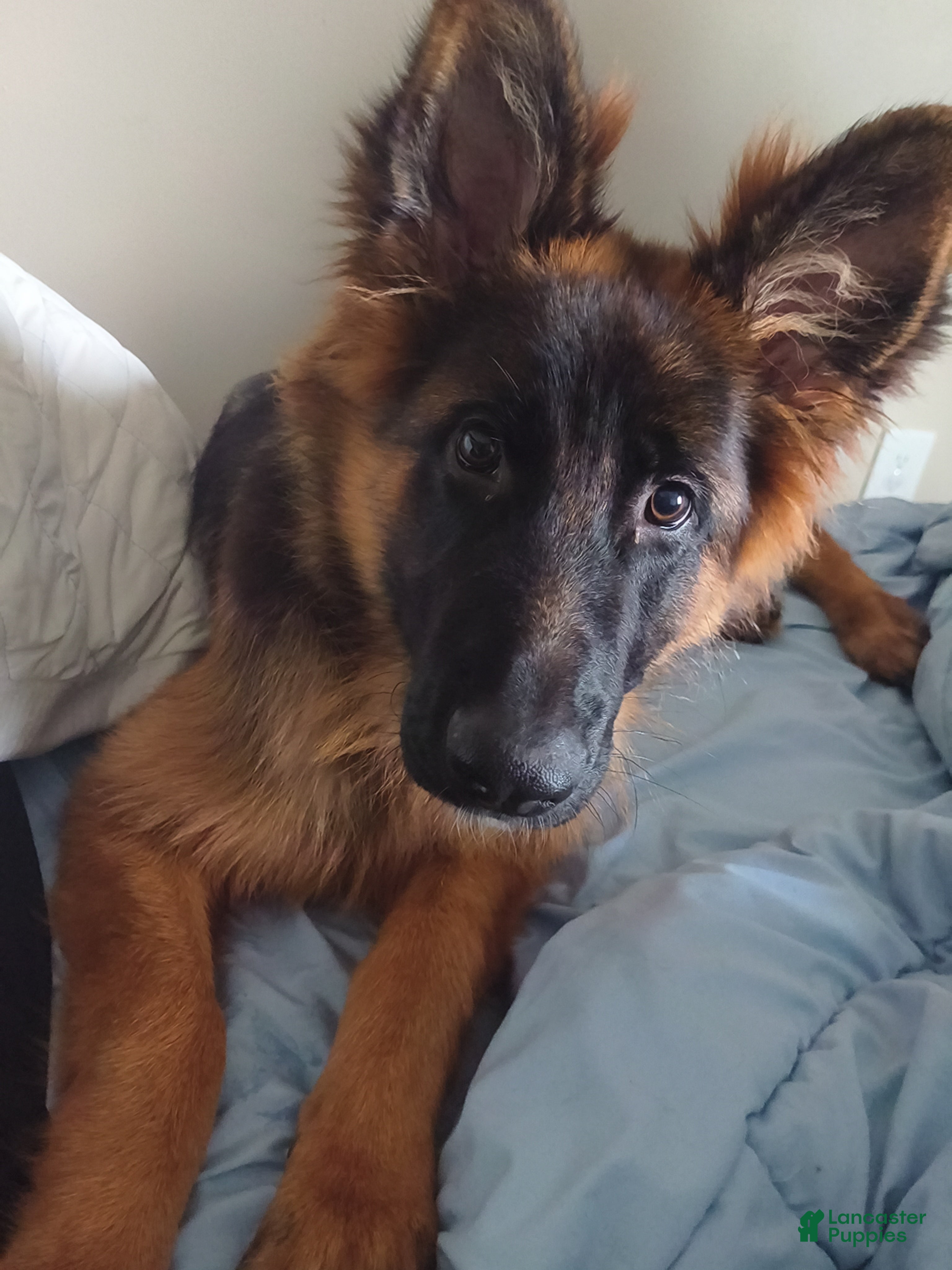 German Shepherd dogs Stella  - Ad 37