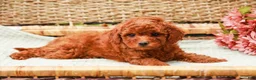 Miniature Labradoodle dogs for sale: Mango - Ad 5