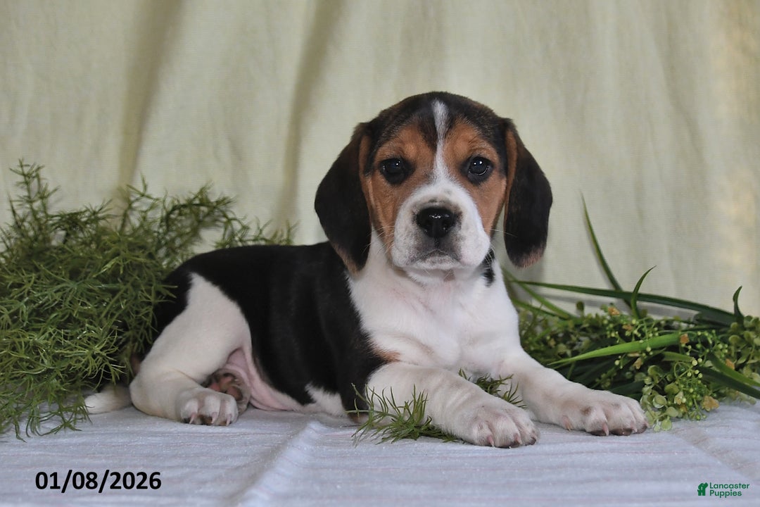 Beagle dogs for sale: Jefferson - Ad 3
