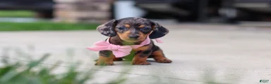 Agnes