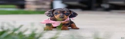 Miniature Dachshund dogs for sale: Agnes - Ad 1