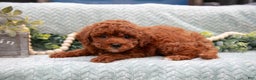 Mini Goldendoodle dogs for sale: Baxter - Ad 3