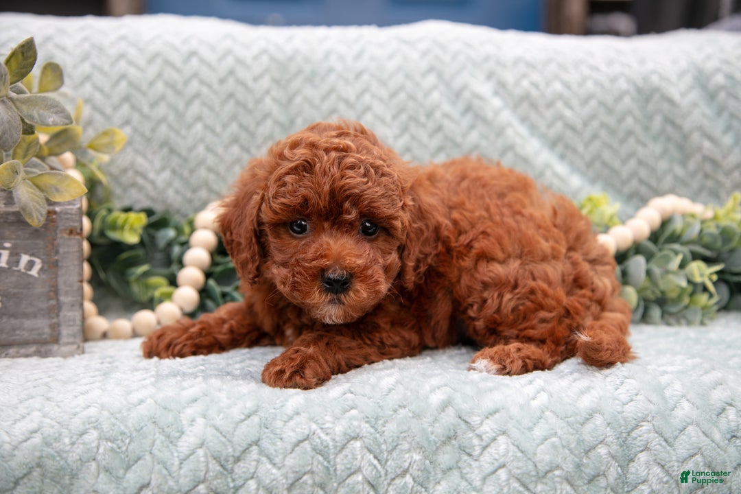 Mini Goldendoodle dogs for sale: Baxter - Ad 3