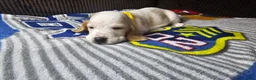 Basset Hound dogs for sale: Basset Hound 3 - Ad 2