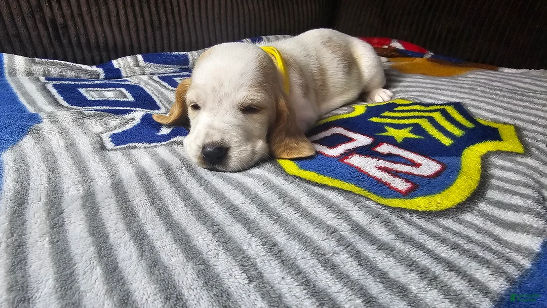 Basset Hound dogs for sale: Basset Hound 3 - Ad 2