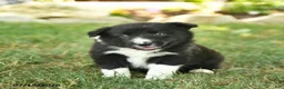 Border Collie dogs for sale: Handsome - Ad 1