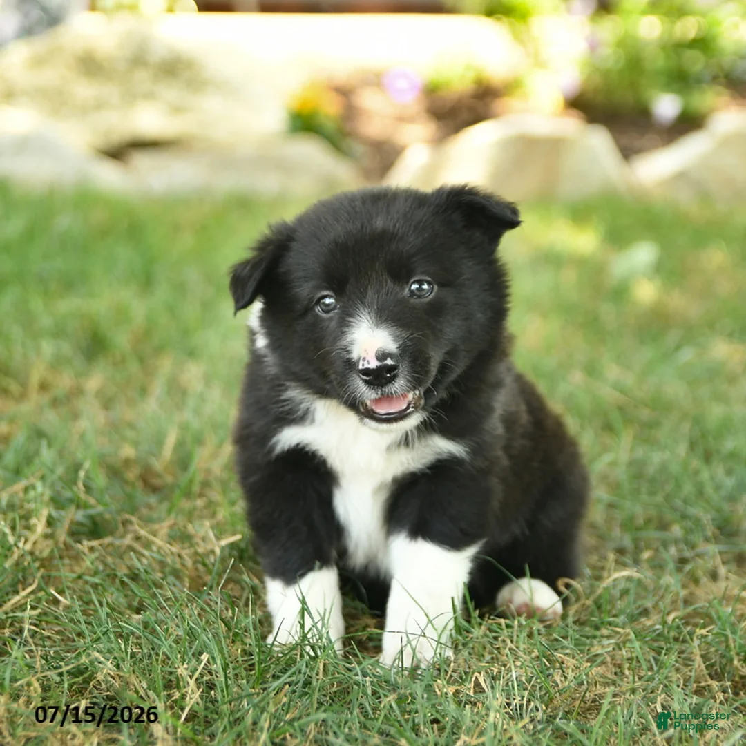 Border Collie dogs for sale: Handsome - Ad 1