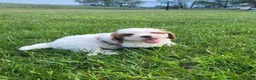 Goldendoodle dogs for sale: Cassandra  - Ad 3