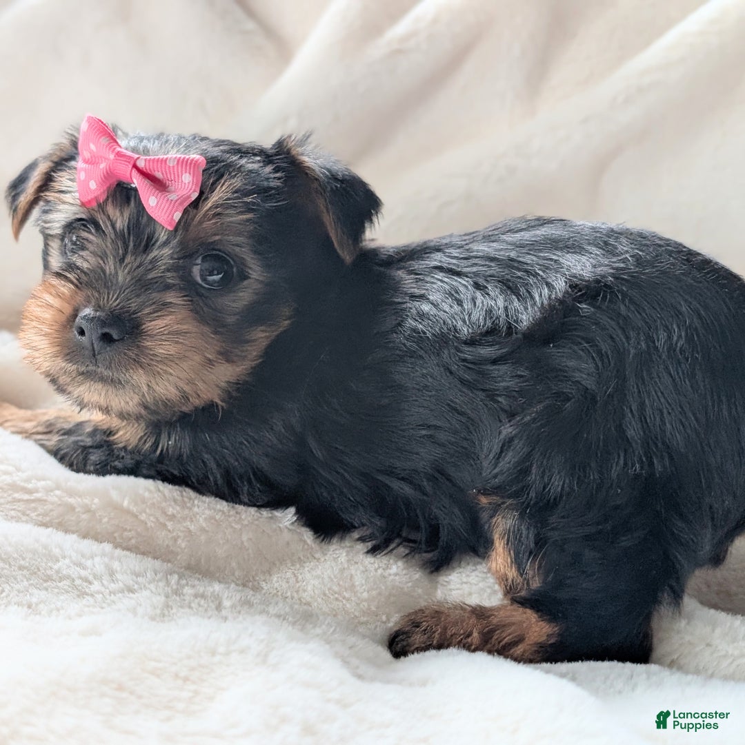 Yorkshire Terrier dogs for sale: Anna - Ad 5