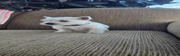 West Highland Terrier dogs for sale: Tiana - Ad 5