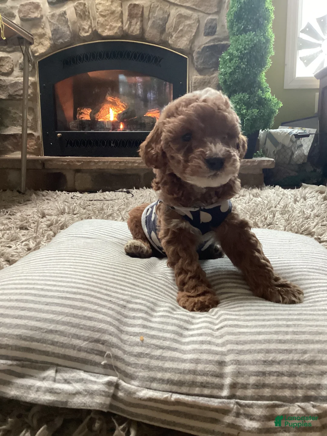 Mini Goldendoodle dogs for sale: Cooper - Ad 1