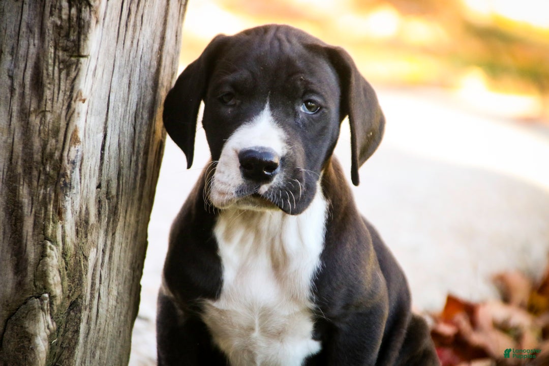 Great Dane dogs for sale: Lilah - Ad 4