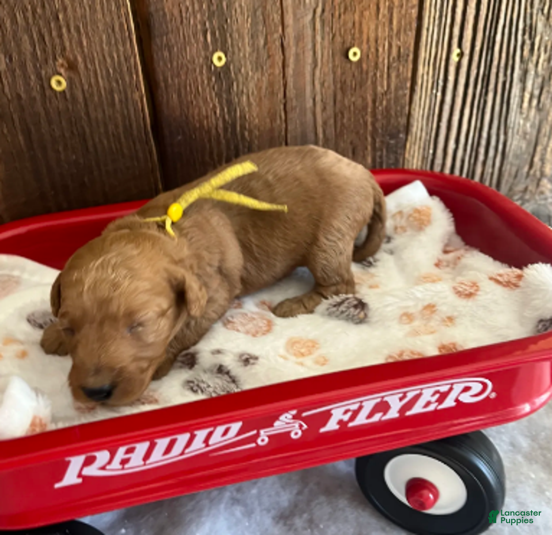 Mini Goldendoodle dogs for sale: Poptart - Ad 1