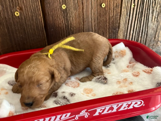 Mini Goldendoodle dogs Poptart - Ad 1