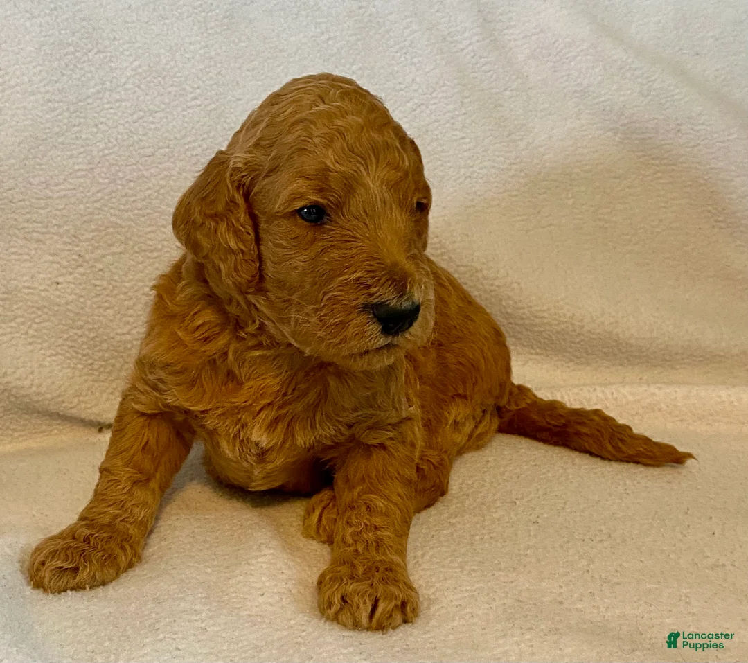 Standard Poodle dogs for sale: Standard Poodle 2 - Ad 1