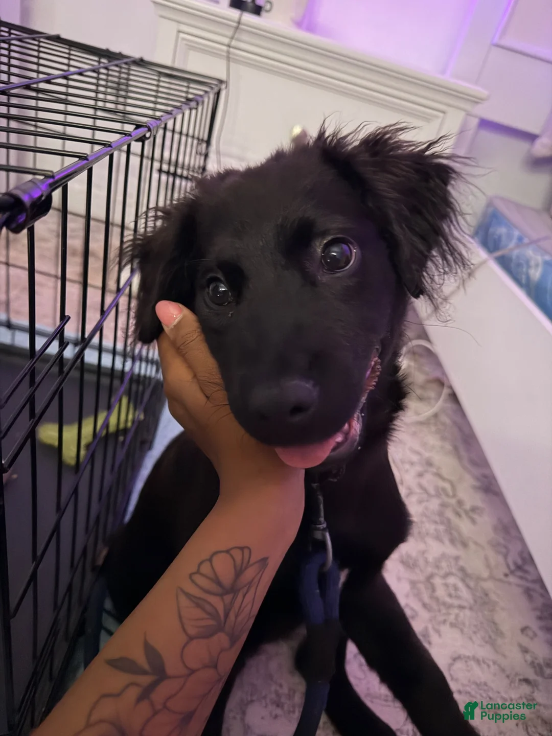 Mixed Breed dogs for sale: Mixed Breed 1 - Ad 2