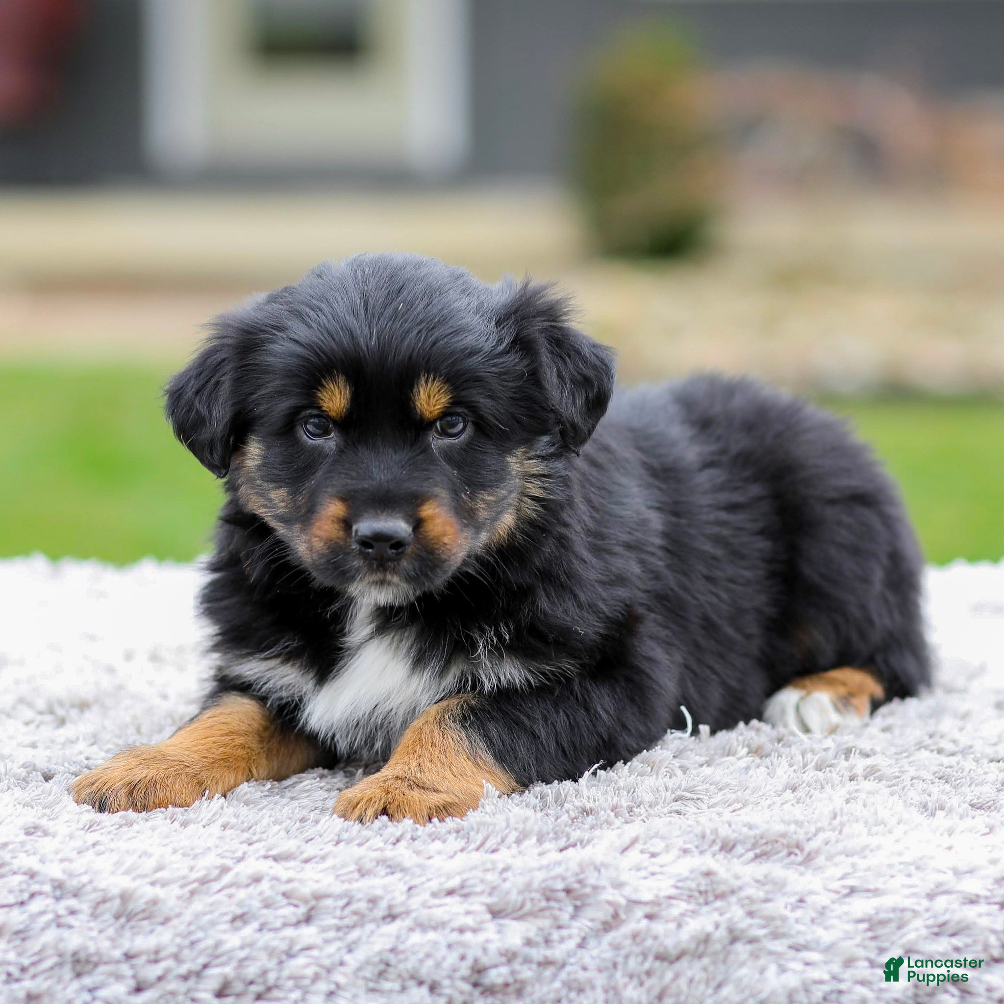 Australian Shepherd dogs Barbie - Ad 1