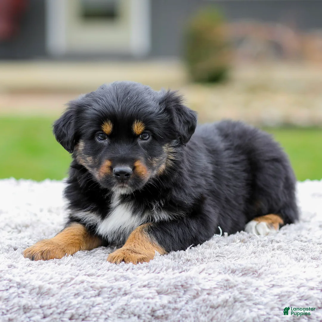 Australian Shepherd dogs for sale: Barbie - Ad 1