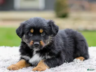 Australian Shepherd dogs for sale: Barbie - Ad 1