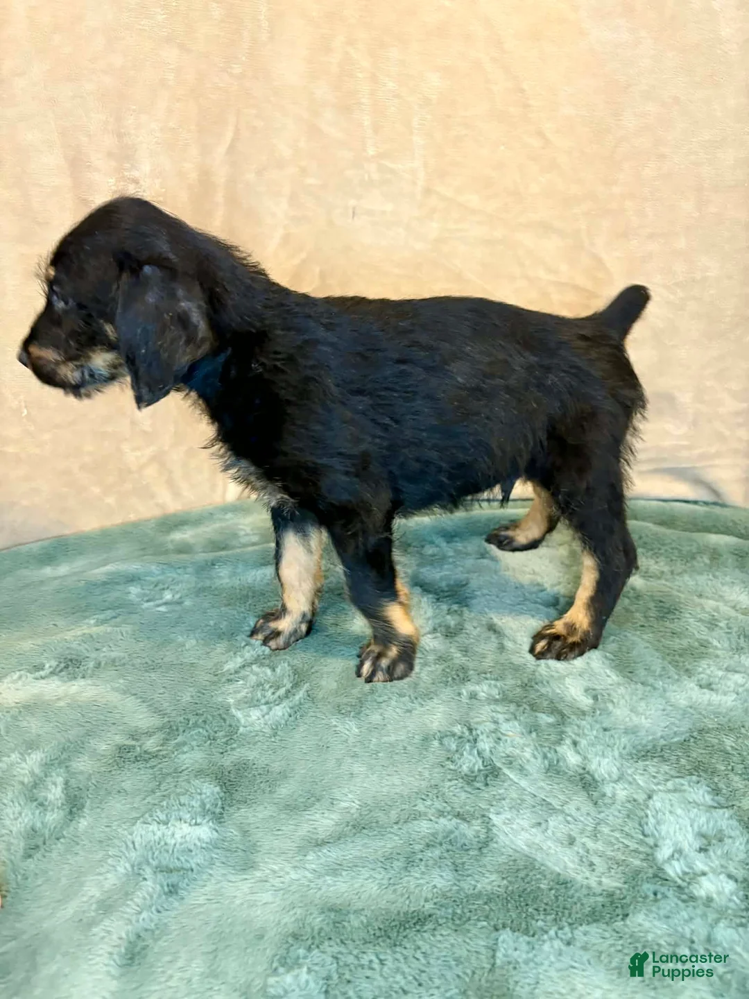 Mixed Breed dogs for sale: Rebel - Ad 2