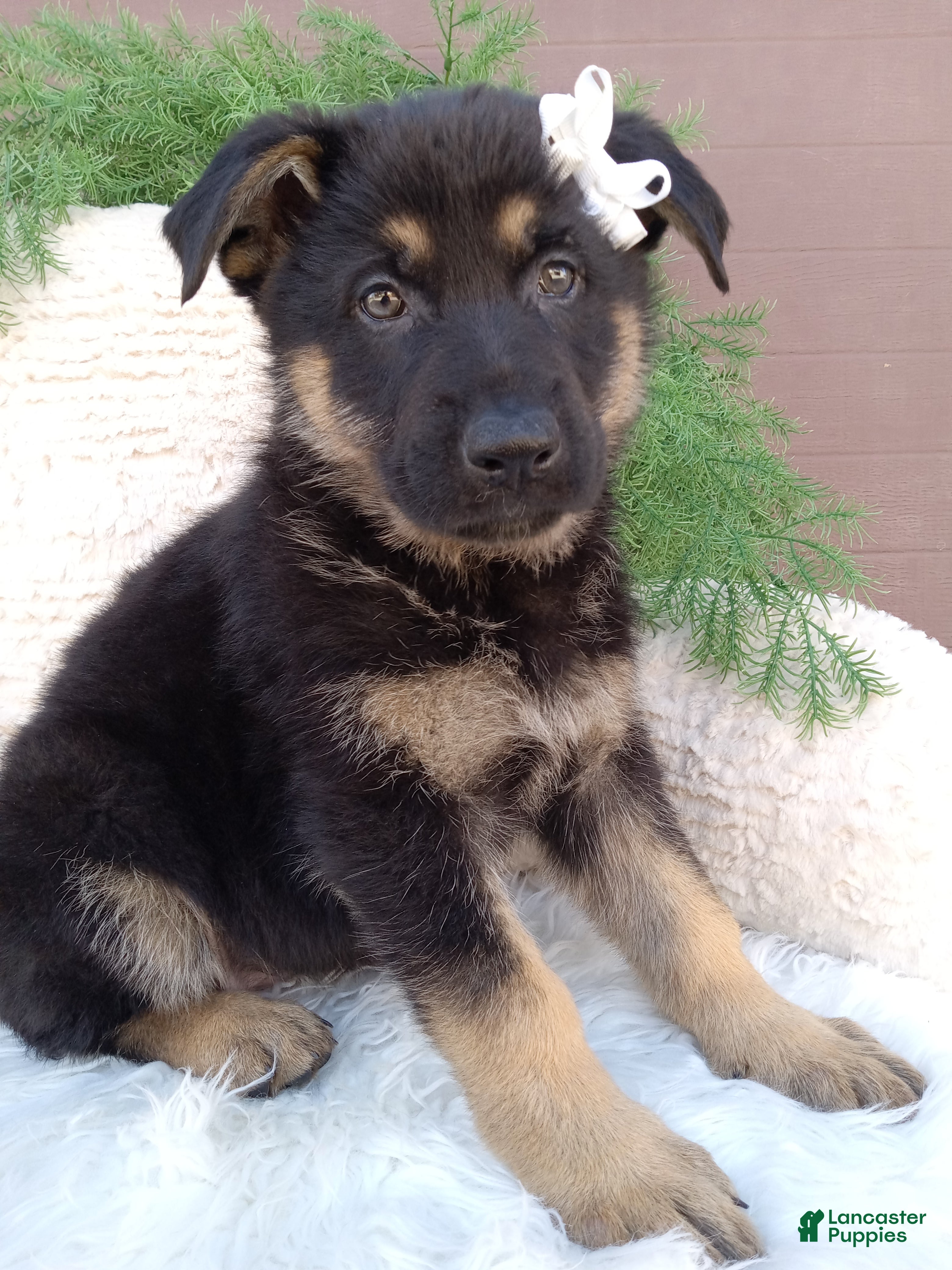 German Shepherd dogs Daisy  - Ad 2