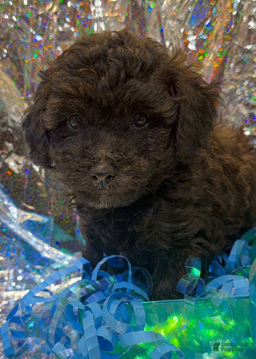 Toy Poodle dogs for sale: John  - Ad 5