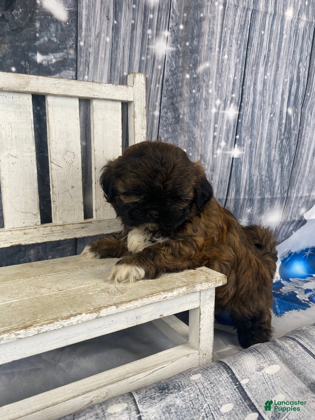 Shih Tzu dogs for sale: Buttons - Ad 10