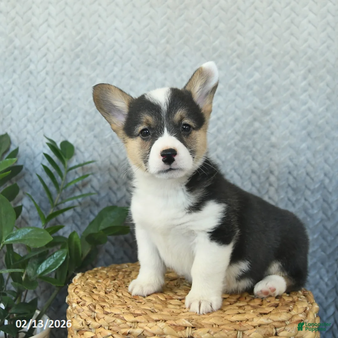 Welsh Corgi Pembroke dogs for sale: Polly  - Ad 4