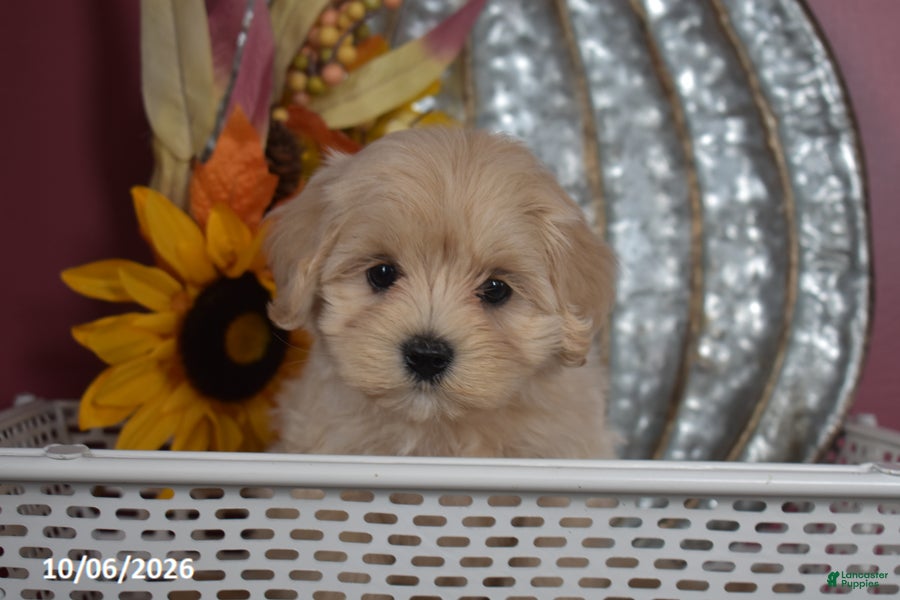 Maltipoo dogs Roy - Ad 2